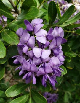 Texas Mountain Laurel, Mescal Bean, Frijolito, Sophora secundiflora, Calia secundiflora, Dermatophyllum secundiflorum